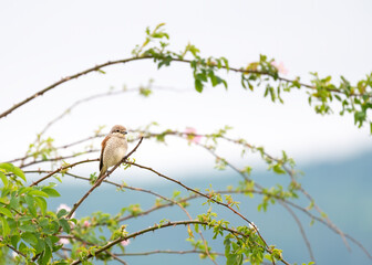 Red-backed shrike, lanius collurio, female sitting on a twig in summertime
