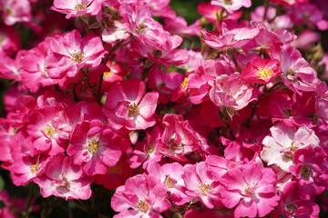 a beautiful rose in the weeds