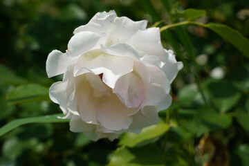 a beautiful rose in the weeds