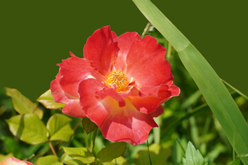 a beautiful rose in the weeds