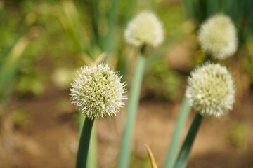 風に揺れるネギ