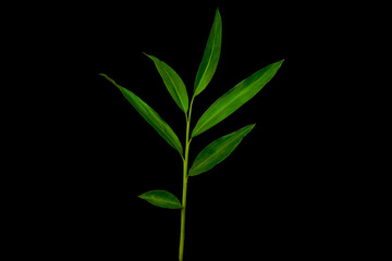 White ginger or wild ginger leaves the tropical forest plant in the ginger family. Dark green leaves branch isolated on black background with clipping path