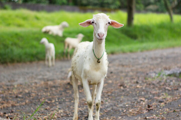 High-quality white sheep grazing in a lush green meadow