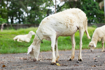 Obraz premium High-quality white sheep grazing in a lush green meadow