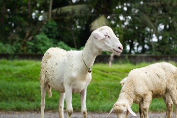 High-quality white sheep grazing in a lush green meadow