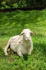 High-quality white sheep grazing in a lush green meadow