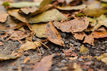 A pile of dry leaves on a pebbled ground.