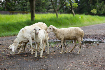 Obraz premium High-quality white sheep grazing in a lush green meadow