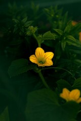 yellow flower in the pond