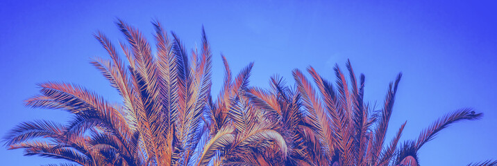 Pink palm tree leaves against blue sky background. Nature background. Horizontal banner