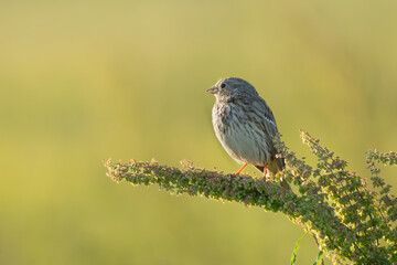 corn bunting - Emberiza calandra perched at green background. Photo from Warta Mouth National Park in Poland.