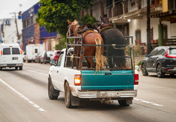 Naklejka premium Two horses being hauled in an old small pick up truck down a street in a poor area