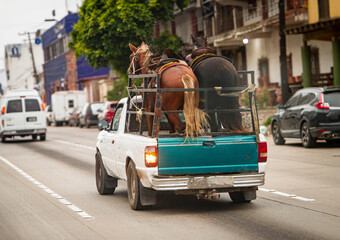 Two horses being hauled in an old small pick up truck down a street in a poor area