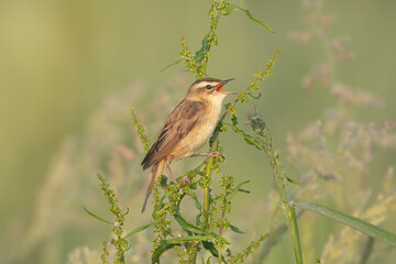 Sedge warbler - Acrocephalus schoenobaenus perched, singing at green background. Photo from Warta Mouth National Park in Poland. Songbird.