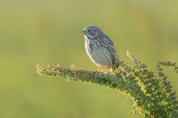 corn bunting - Emberiza calandra perched at green background.  Photo from Warta Mouth National Park in Poland.