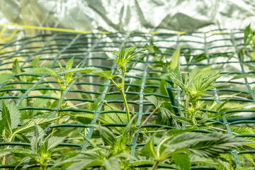 SoG Sea of Green net hemp cultivation technique Growing pot in growtent indoor Vegetative stage marijuana growth Medical