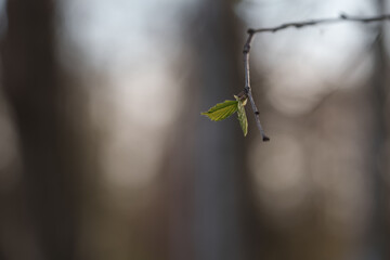 First elm leaves in spring closeup