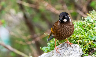 Black-faced laughingthrush
