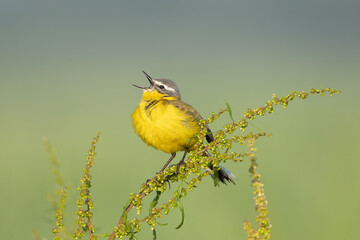 western yellow wagtail - Motacilla flava perched and singing at green background. Photo from Warta Mouth National Park in Poland. Songbirds.