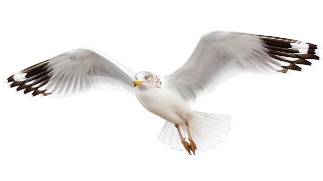 recommend clip art: Flying seagull isolated on white background
