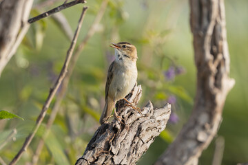 Sedge warbler - Acrocephalus schoenobaenus perched at green background. Photo from Warta Mouth National Park in Poland.