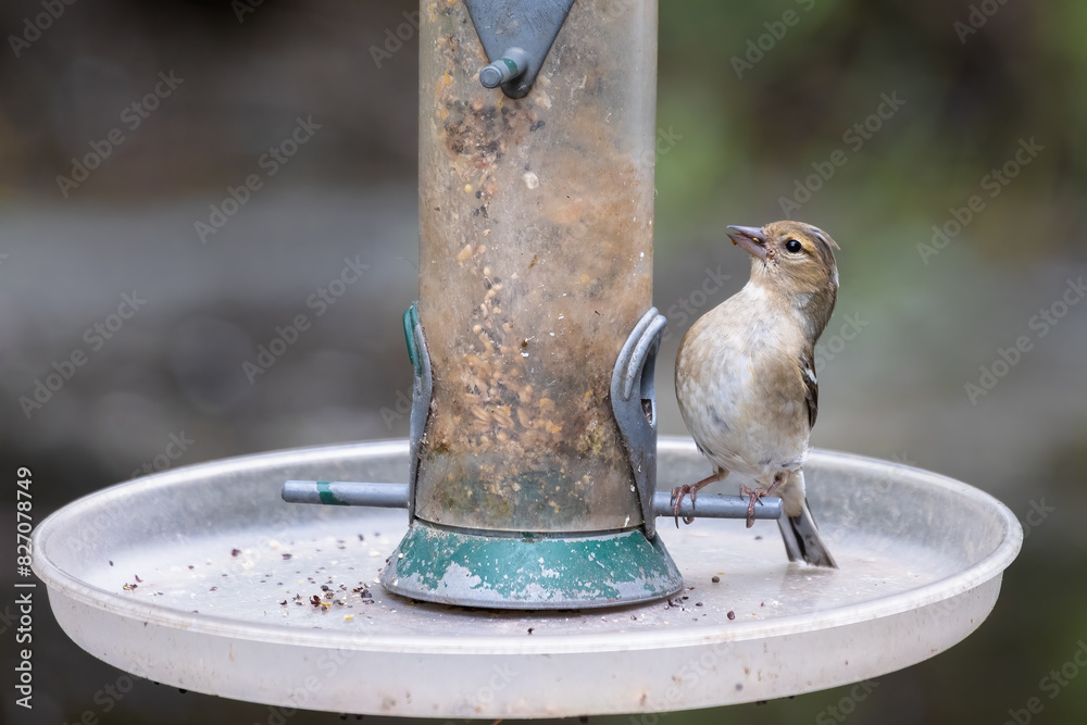 Poster a close up of a female chaffing as he is perched on a feeder. he is putting his chest out and starin