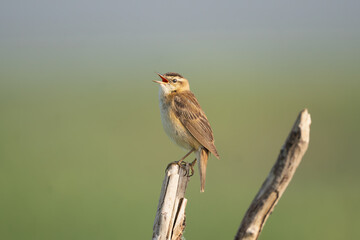 Sedge warbler - Acrocephalus schoenobaenus perched, singing at green background. Photo from Warta Mouth National Park in Poland. Songbird.