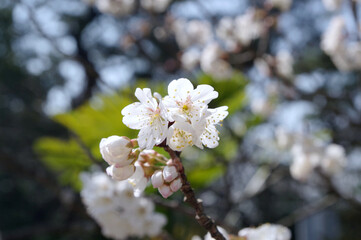Obraz premium 桜