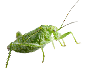 Green Aphid on transparent background