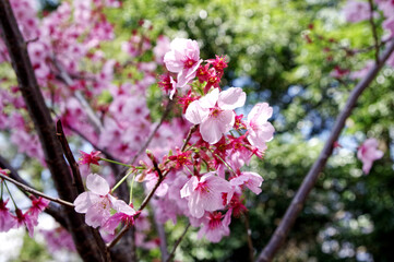 桜の花