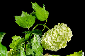 Blooming white viburnum on a black background
