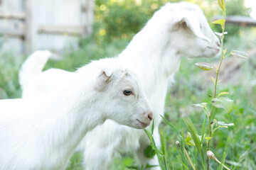 Two young goats stand together in a green field dotted with yellow flowers