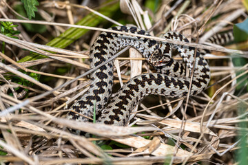 Common European Viper, Vipera berus, Bieszczady Mountains, Carpathians, Poland...