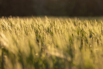 a new wheat harvest at sunset