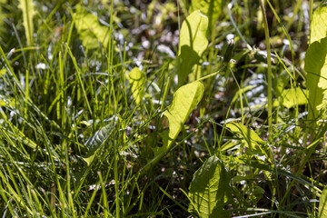 green leaves of dandelions and other grass in spring