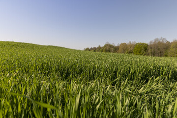 Fototapeta premium a green wheat field in the spring season