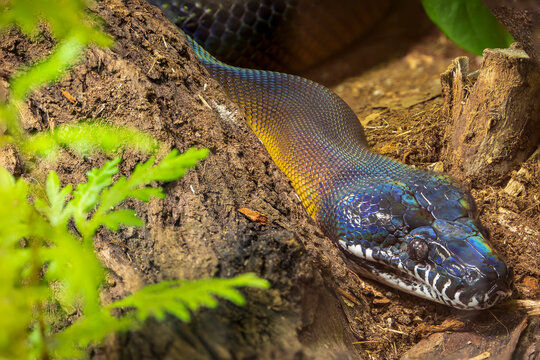 D'Albertis' python (Leiopython albertisii) is a species of python, a non-venomous snake in the family Pythonidae. The species is endemic to New Guinea.