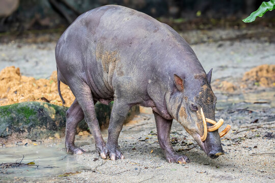 a male Buru babirusa stands alone. It is a wild pig-like animal native to the Indonesian islands of Buru, also called deer-pigs.
Babirusa are notable for the long upper canines in the males. 