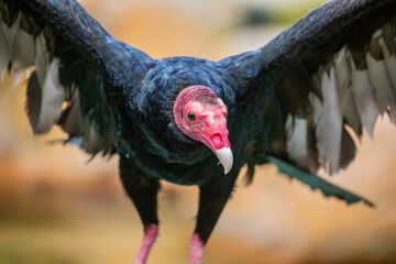 The closeup image of turkey vulture . It is the most widespread of the New World vultures.
It is a...