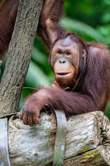 a young Bornean orangutan  is making a funny face.
The orangutan is a critically endangered species, with deforestation, palm oil plantations, and hunting posing a serious threat 