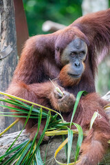 a Bornean orangutan is eating food.
The orangutan is a critically endangered species, with deforestation, palm oil plantations, and hunting posing a serious threat to its continued existence
