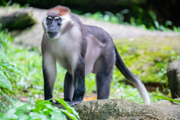Fototapeta premium The collared mangabey (Cercocebus torquatus) is a species of primate in the family Cercopithecidae of Old World monkeys. The grey fur covering its body.