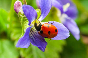 A close-up of a ladybug on a purple flower in a vibrant green garden.
