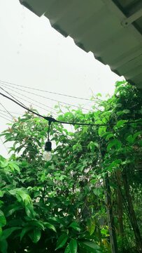 Rain in the treen