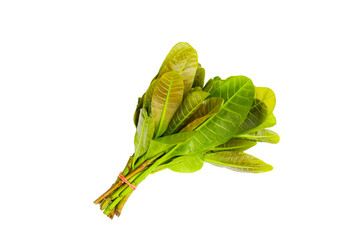 Obraz premium Young leaves of cashew tree