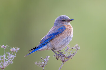 Western Bluebird