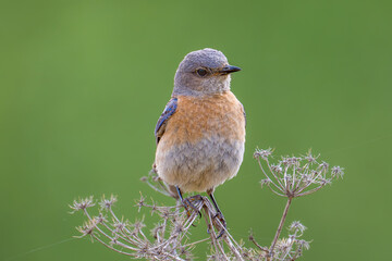 Western Bluebird