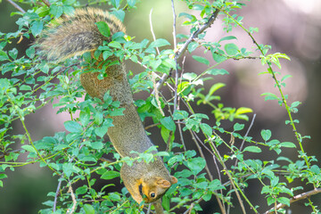 Fox Squirrel