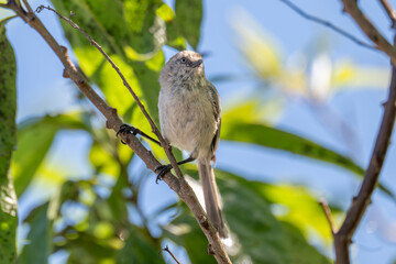 Bushtit