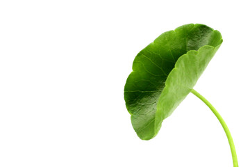 Fresh centella asiatica leaves. Gotu kola herb plant